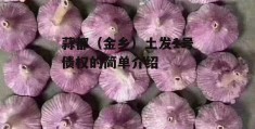 蒜都（金乡）土发1号债权的简单介绍