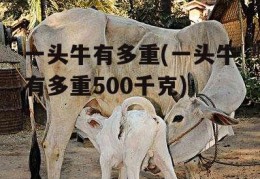 一头牛有多重(一头牛有多重500千克)