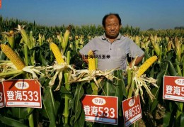 登海(登海685玉米种简介)