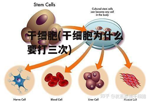 干细胞(干细胞为什么要打三次)