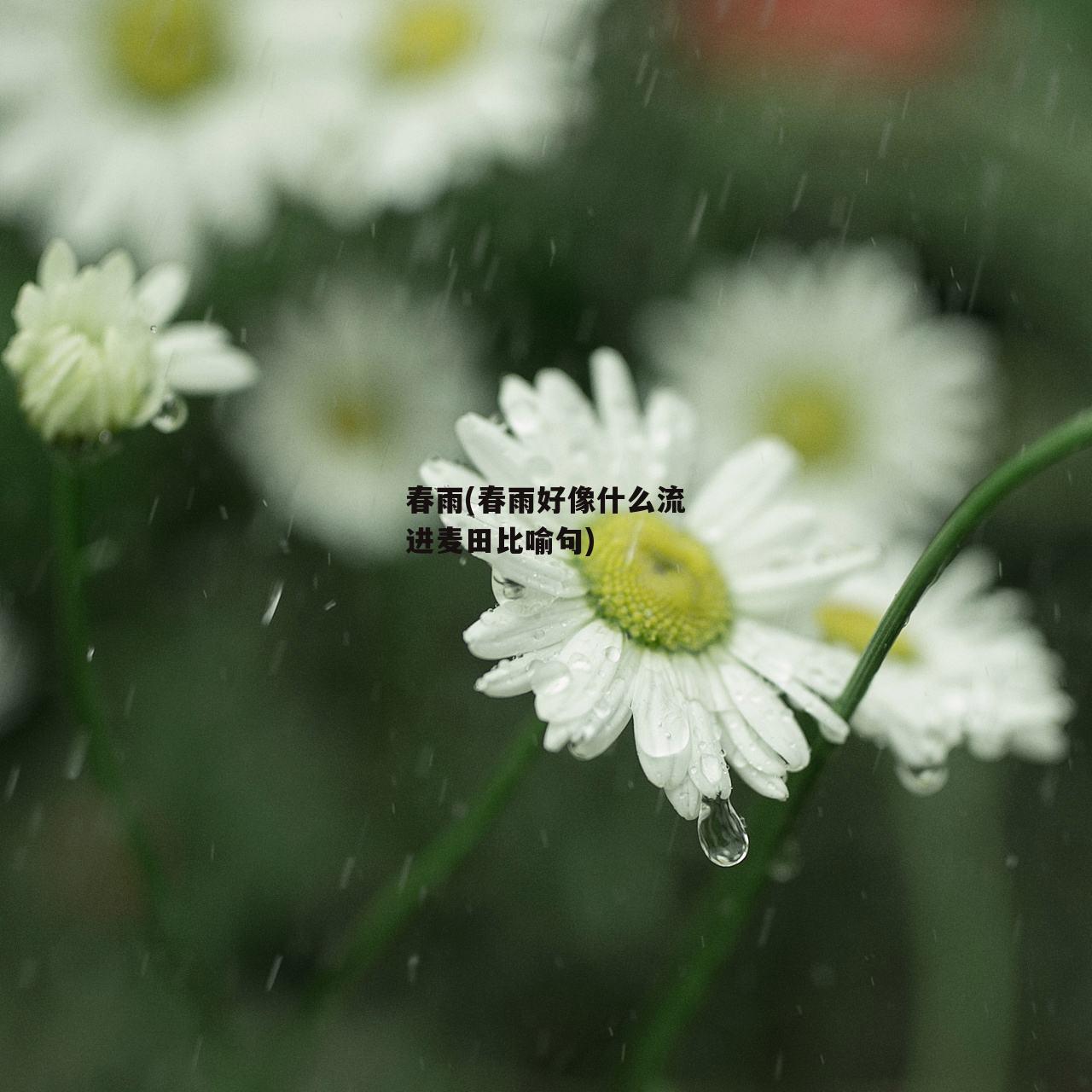 春雨(春雨好像什么流进麦田比喻句)