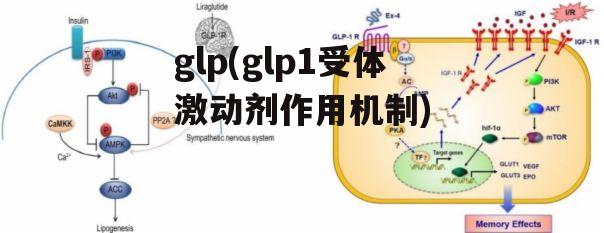 glp(glp1受体激动剂作用机制)