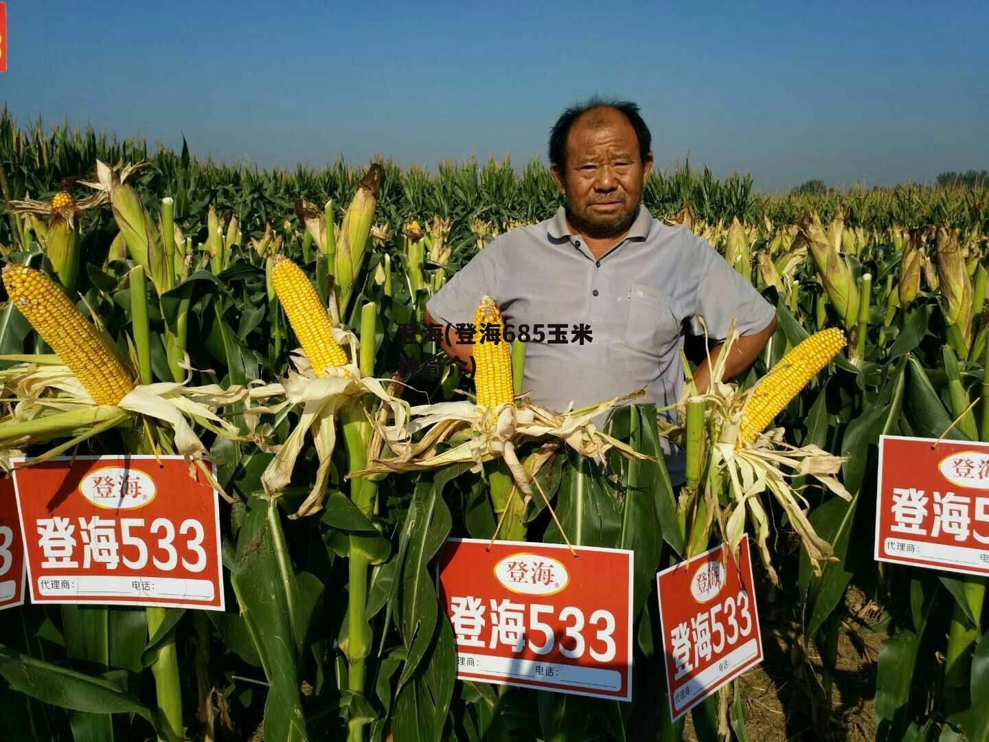 登海(登海685玉米种简介)