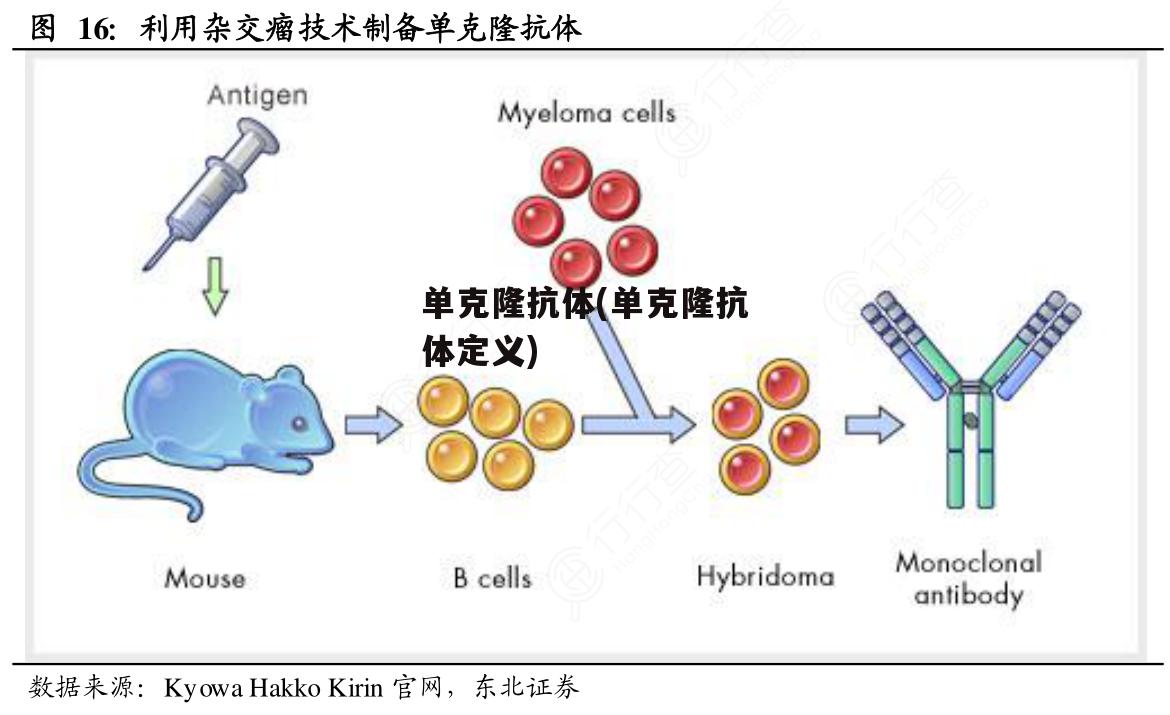 单克隆抗体(单克隆抗体定义)