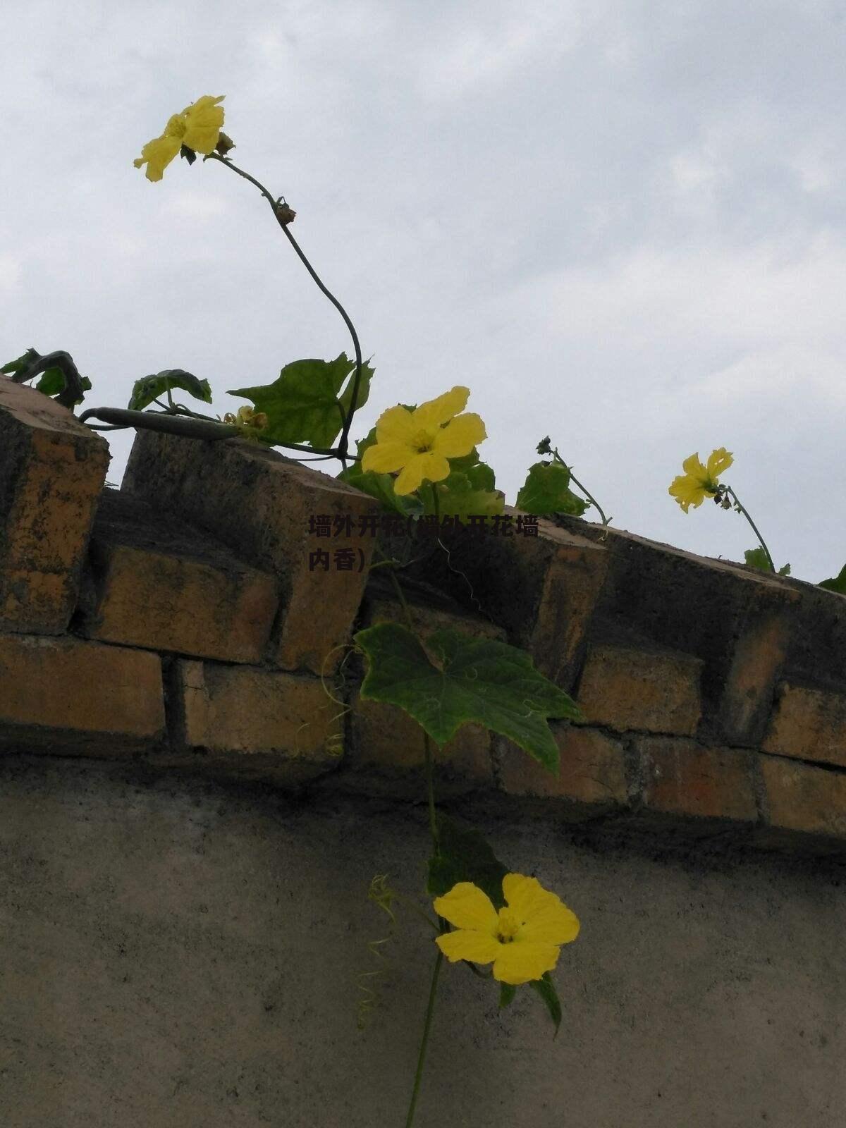 墙外开花(墙外开花墙内香)