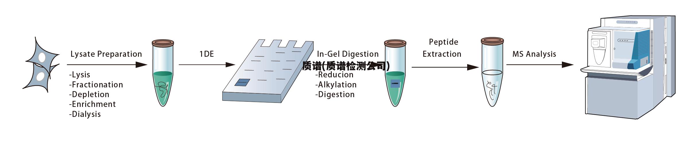 质谱(质谱检测公司)