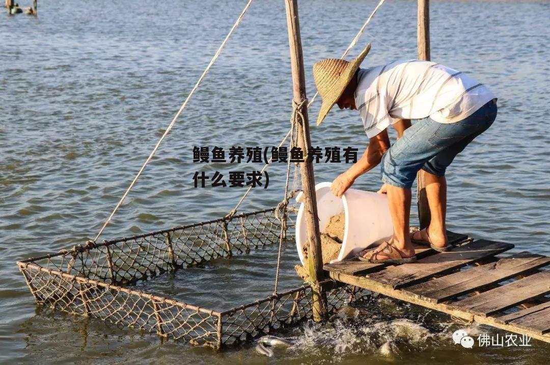 鳗鱼养殖(鳗鱼养殖有什么要求)