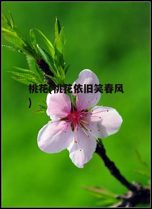 桃花(桃花依旧笑春风)