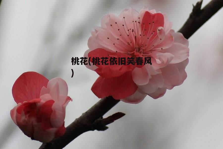 桃花(桃花依旧笑春风)