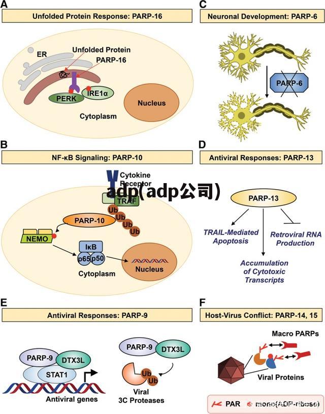 adp(adp公司)