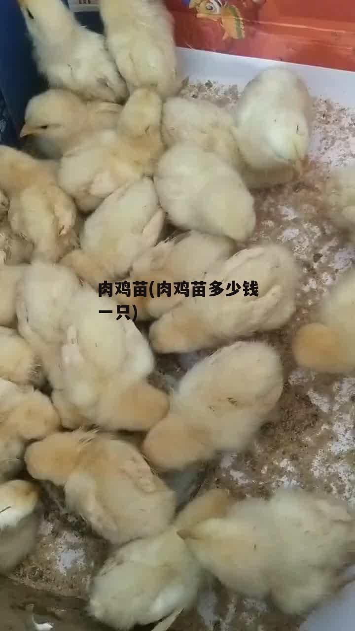 肉鸡苗(肉鸡苗多少钱一只)